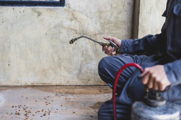 Wasp Removal Services in South Weber, UT